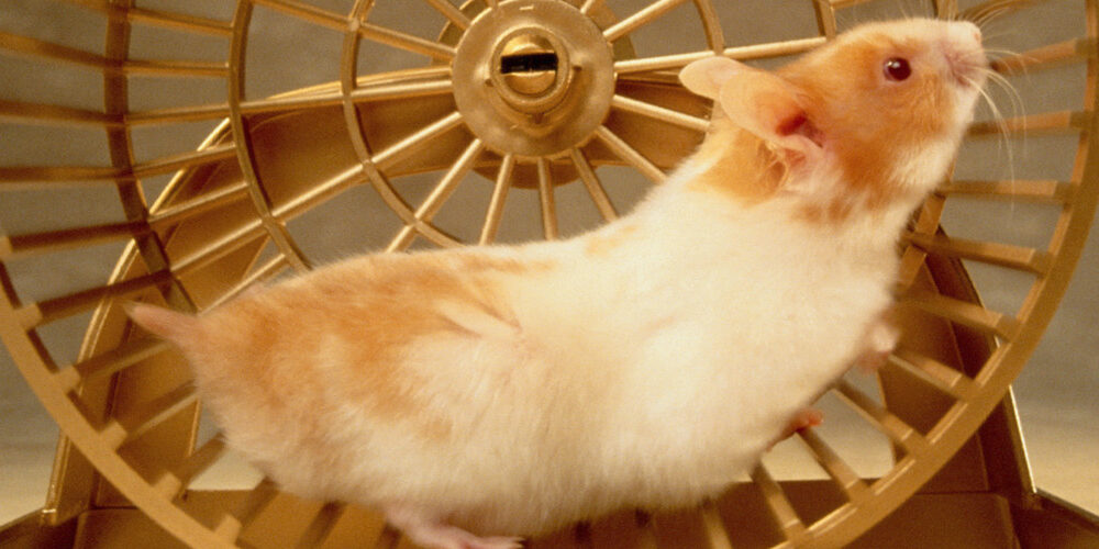 hamsteri